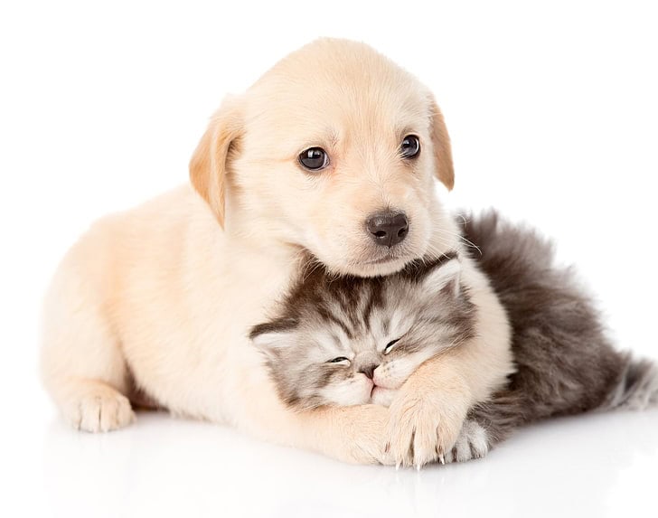 Fengshui for Pets Photo